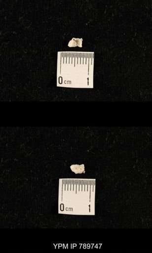 undet. Brachiopoda