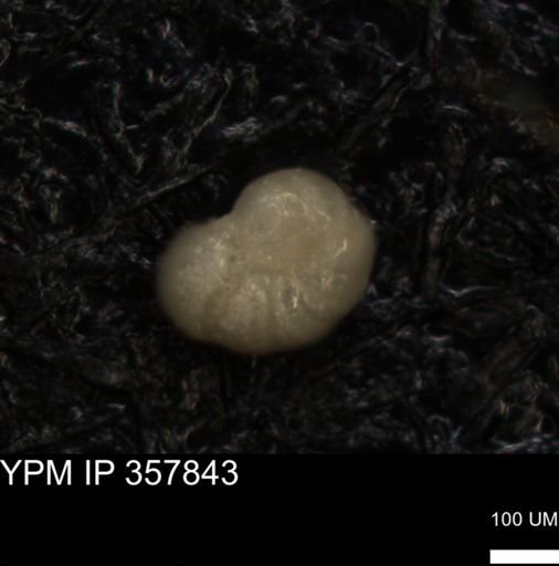 undet. Foraminiferida
