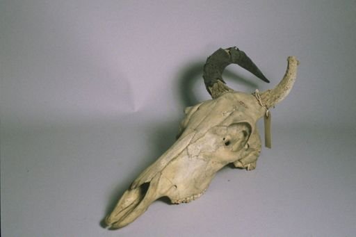 Alcelaphus buselaphus