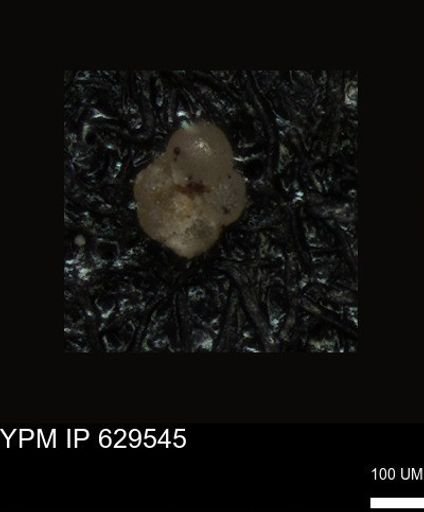 undet. Foraminiferida
