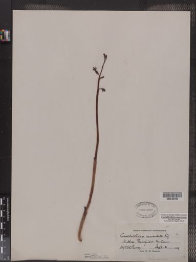 Corallorhiza maculata
