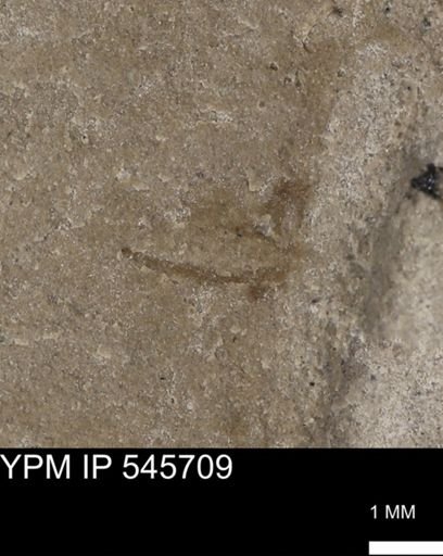 undet. Arthropoda