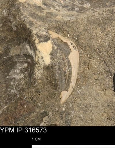 undet. Bivalvia
