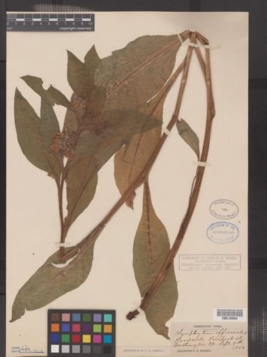 Symphytum officinale