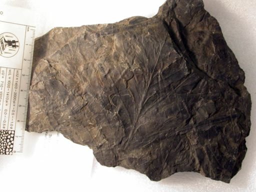 Angiospermopsida