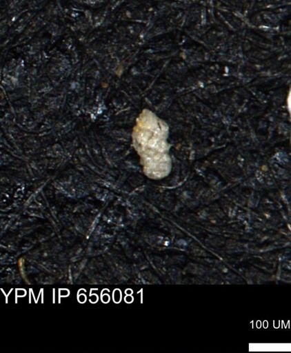 Ammobaculoides phaulus