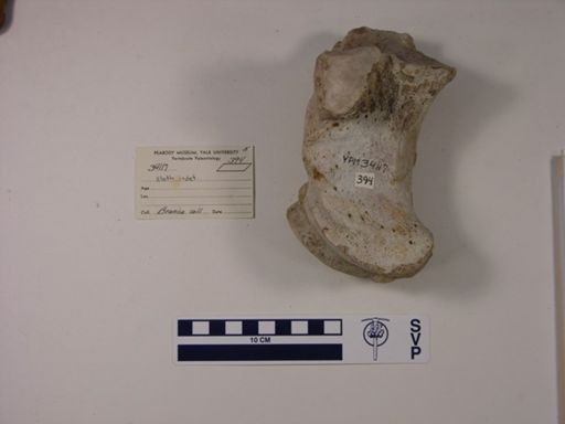 Phyllophaga