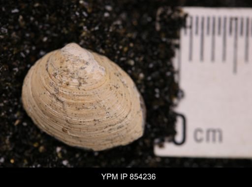 Limopsis striatopunctatus