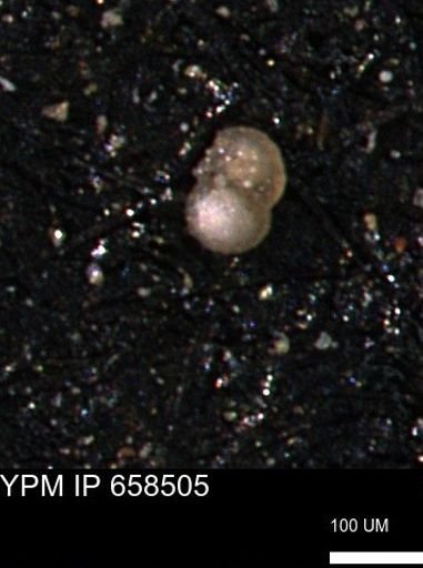 undet. Foraminiferida