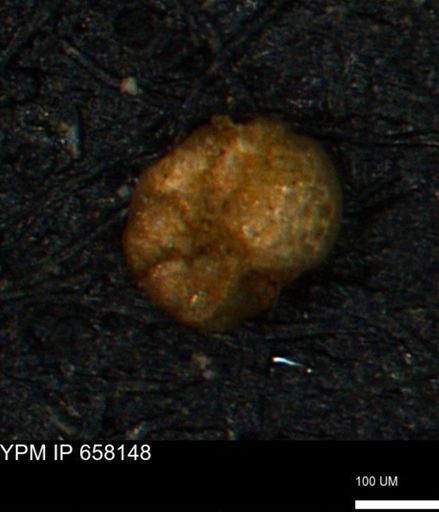 Alveolophragmium linki
