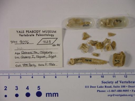 undet. Gnathostomata