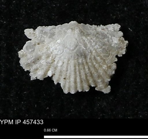 Stropheodonta sp.