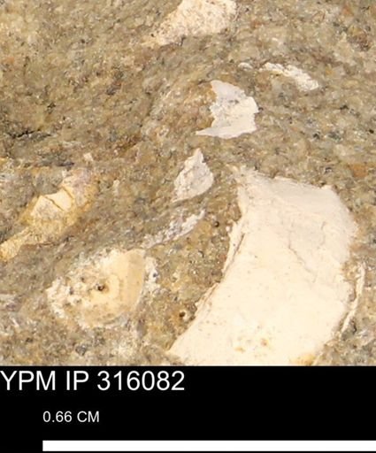 undet. Mollusca