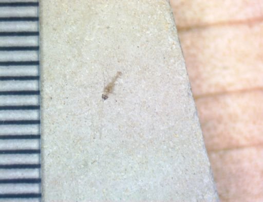undet. Arthropoda
