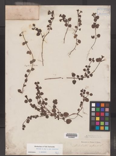 Mitchella repens