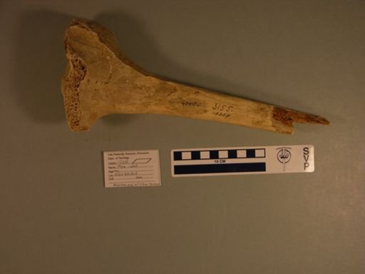 Dinornithiformes