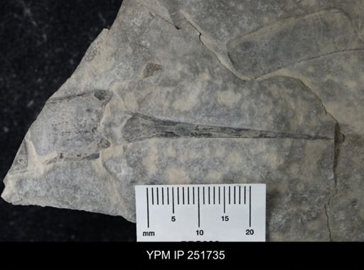 undet. Eurypterida