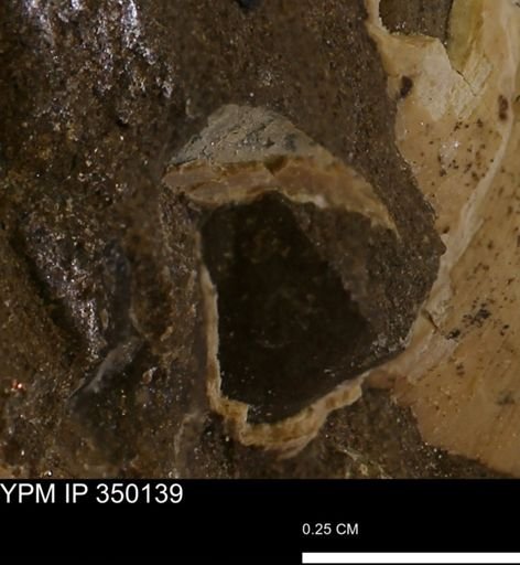 undet. Mollusca