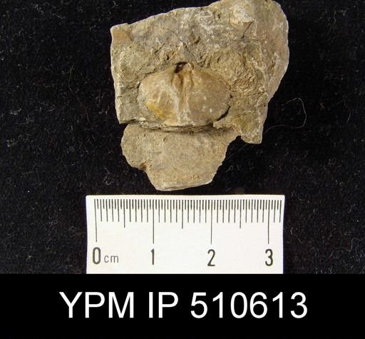 Brachiopod Assemblage Slabs