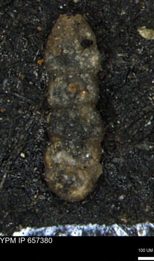 Ammobaculites euides