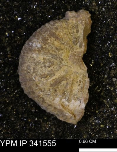 Scaphites sp.
