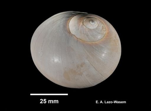 Neverita duplicata