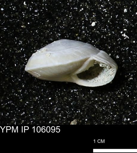 Poecilozonites bermudensis zonatus