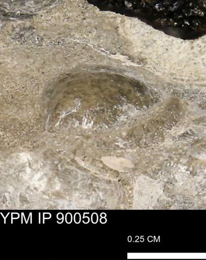 Anomia gryphorhyncha