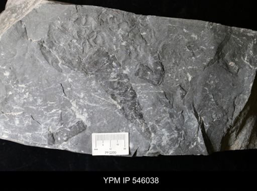 undet. Eurypterida