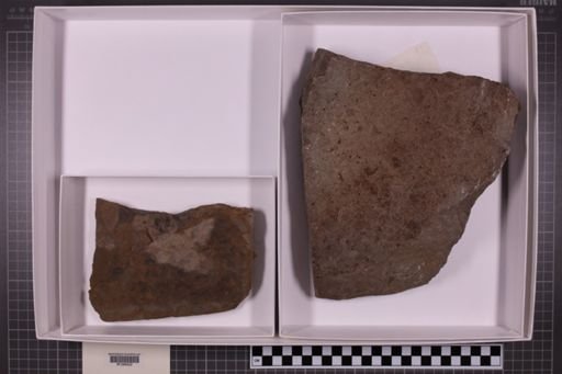 mixed taxa, stratigraphic collection
