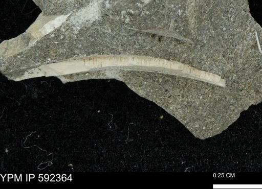 undet. Bivalvia