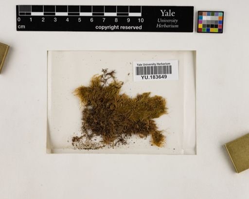 Plantae