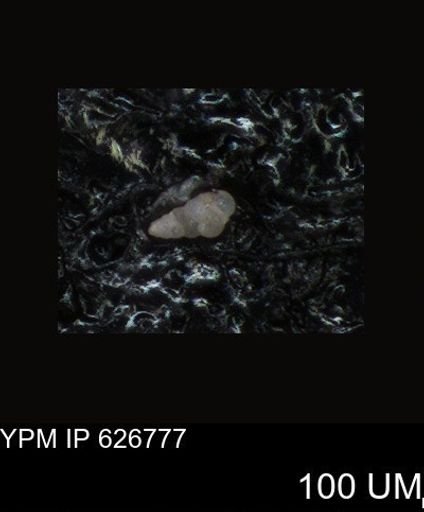 undet. Foraminiferida