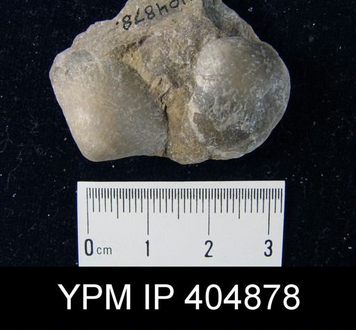 undet. Athyridida
