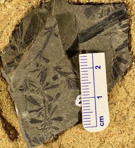 Sphenophyllum sp.