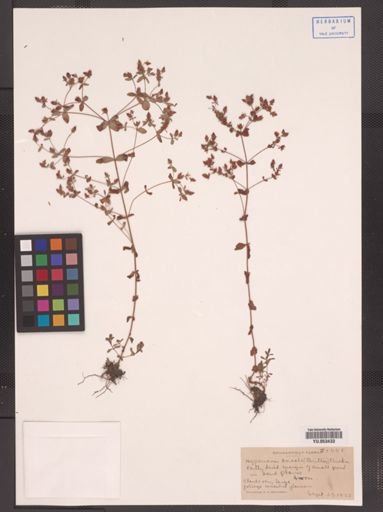 Hypericum boreale