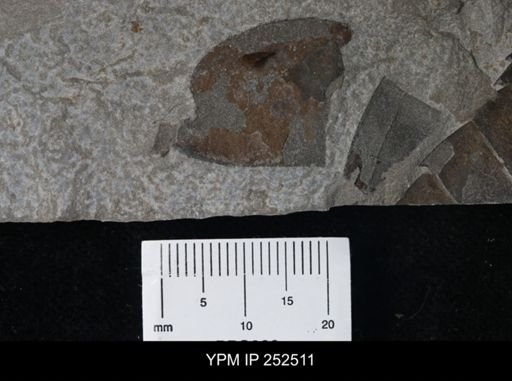 undet. Eurypterida