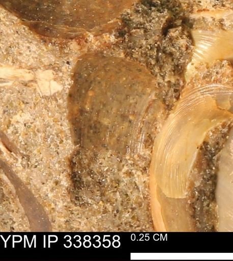 Protocardia subquadrata