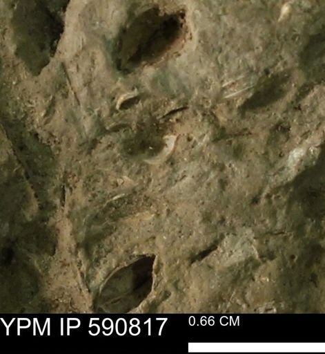 undet. Bivalvia