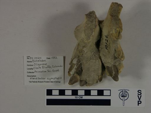 Elotherium
