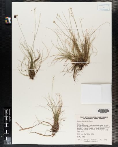 Plantae