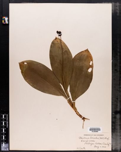 Clintonia borealis