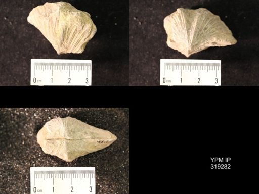 Spirifer cameratus
