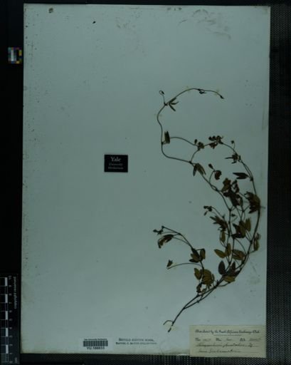 Plantae