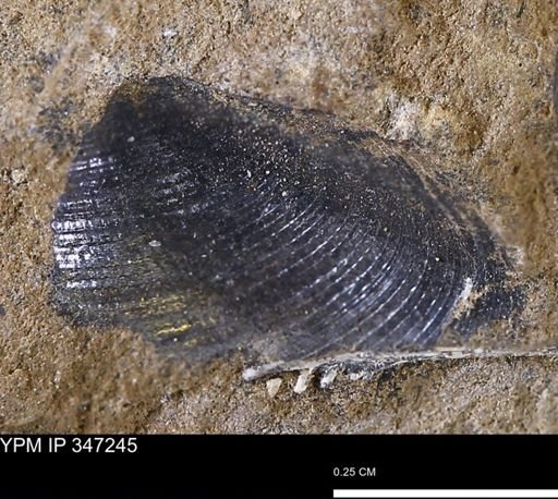 Limopsis striatopunctatus