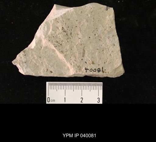Hexapoda