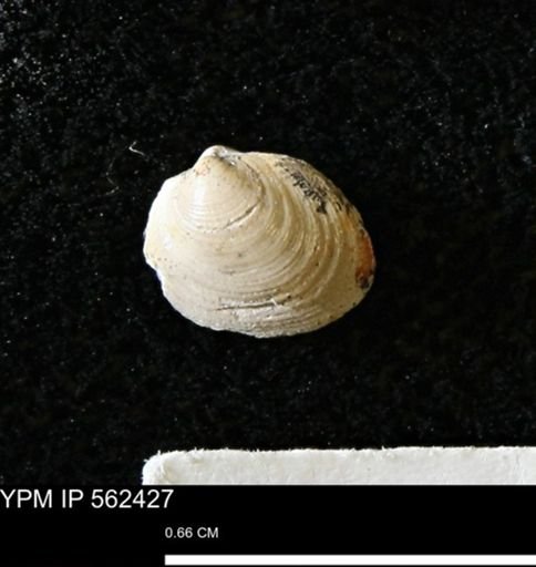 Limopsis striatopunctatus