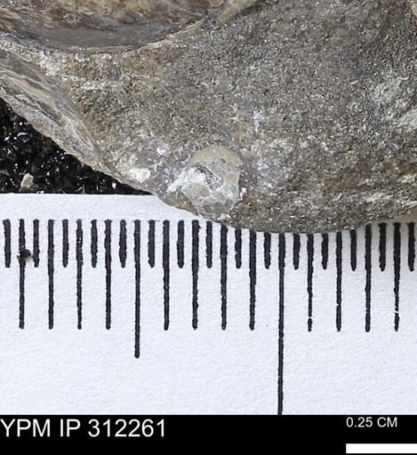 Phelopteria linguaeformis