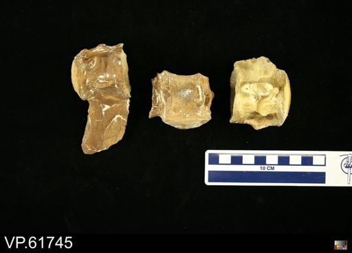 undet. Mosasauridae