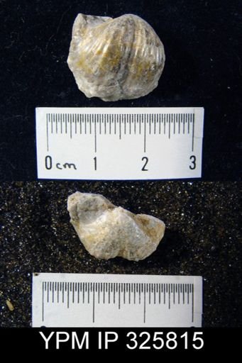 Marginifera typica
